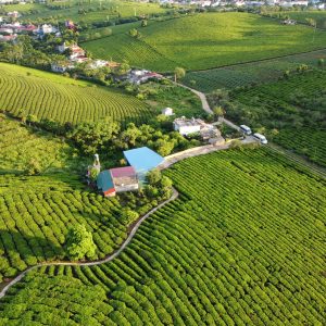 Home Aerial view of terraces of agricultural plantations with cultivated crops located in countryside area with residential buildings